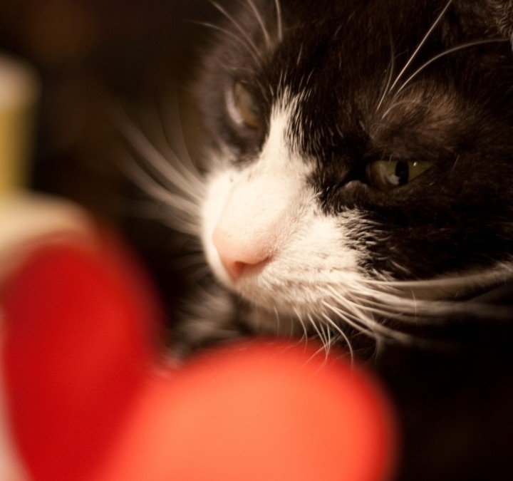 How To Plan Valentine’s Day With Cats