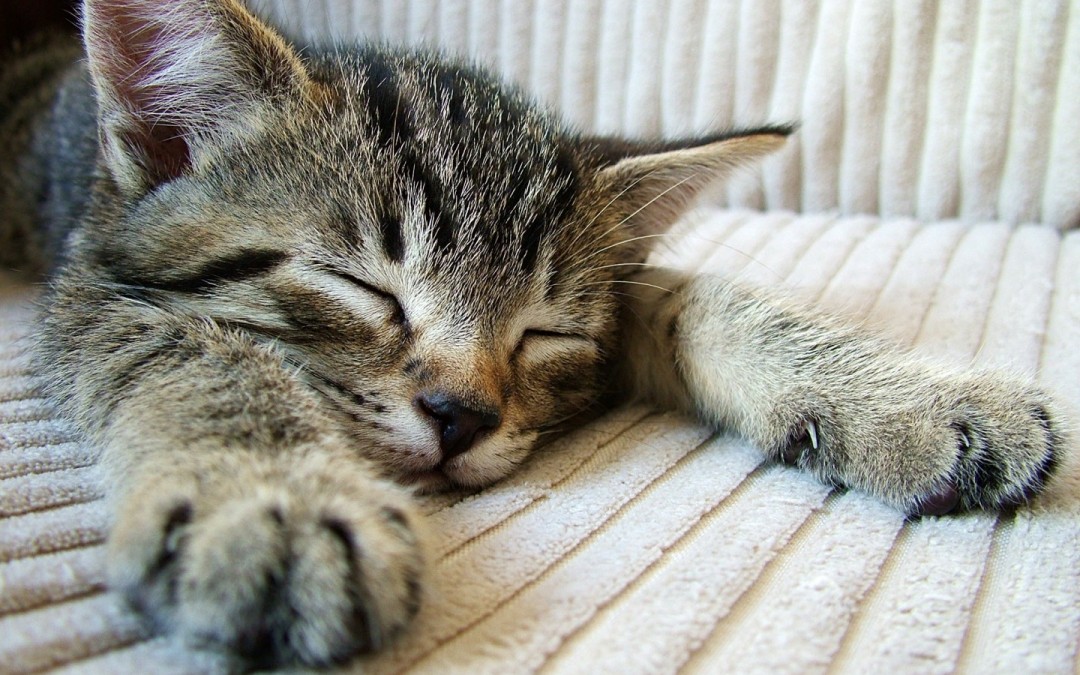 Easy Answer Why Your Cat Sleeps So Much