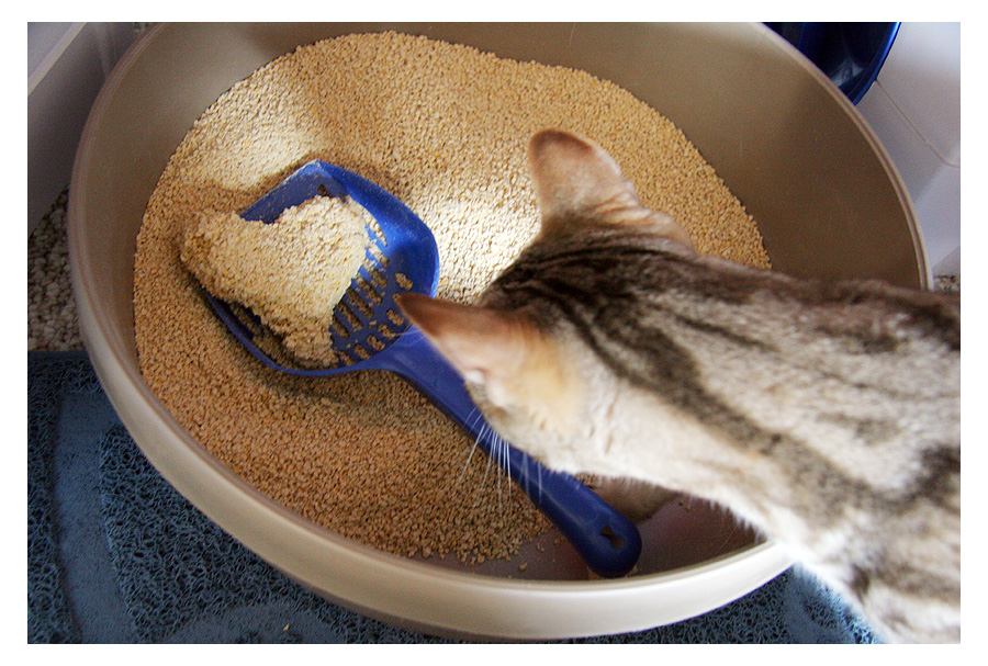 Trouble Beyond the Litter Box: Easy Cat Care Fix