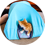 Cat Tent How to guide - SoPurrfect
